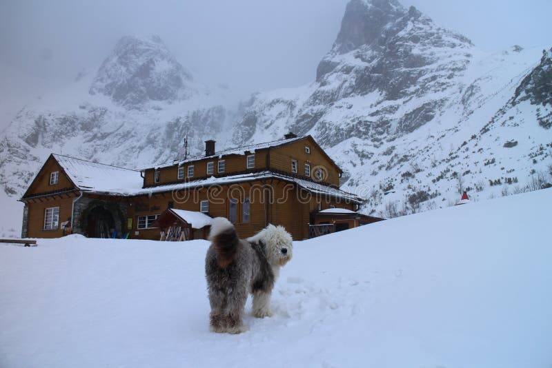 Chata pri Zelenom plese BrnÄÃ¡lka hut and Old English Sheepdog in Zelene pleso valley in High Tatras